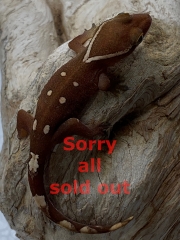 sarasin_sold_out